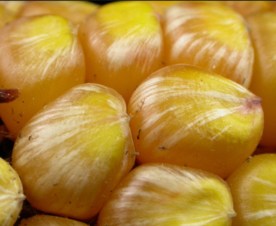 EAR ROTS IN CORN